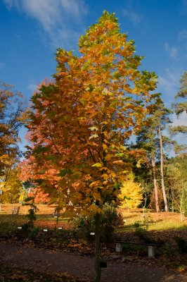 Platanus x hispanica (acerifolia) 'Suttneri' - platan javorolistý - celek